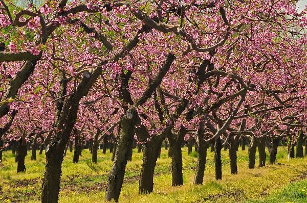 Canada-Ontario-Grimsby Peach orchard blooming in spring